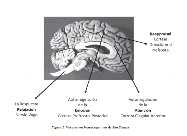 mecanismos-neurocognitivos-de-la-terapia-basada-en-mindfulness-Manolete-Moscoso