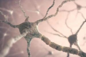 neuronas siguen creciendo en la edad adulta