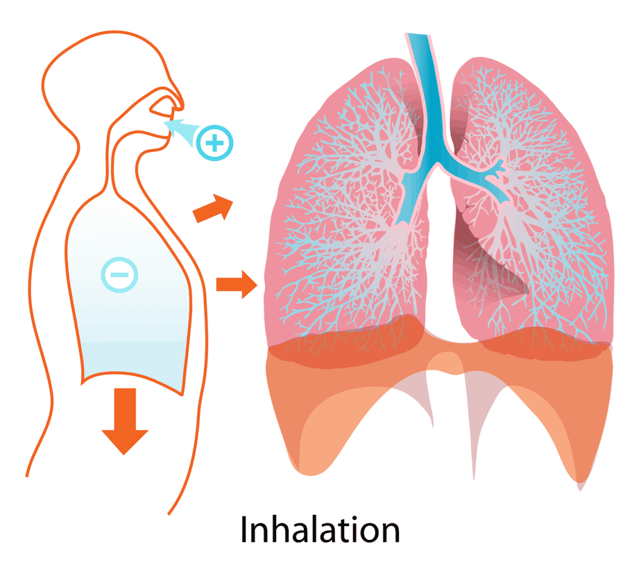 pulmones - inspiración