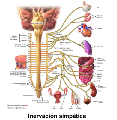 inervación del sistema nervioso simpático. Organos que se ven implicados el sistema simpático hace lo siguiente:
Prepara al organismo para situaciones estresantes o de emergencia, es decir, para la lucha o la huida.
Por lo tanto, el sistema simpático aumenta la frecuencia cardíaca y la fuerza de las contracciones del músculo cardíaco y ensancha (dilata) las vías respiratorias para facilitar la respiración. Hace que el organismo libere la energía almacenada. La fuerza muscular aumenta. Este sistema también produce sudor en las palmas de las manos, dilatación de las pupilas y erección del vello. Hace más lentos los procesos corporales menos importantes en situaciones de emergencia, como la digestión y la micción.